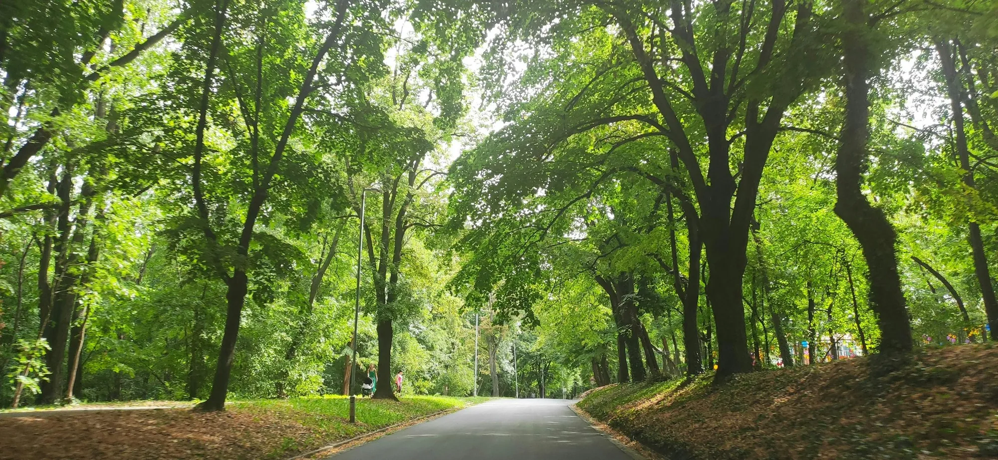 Viale alberato pulito e ordinato
